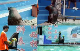 爱游戏登录入口-沈阳海狮将迎来与西宁支队的较量